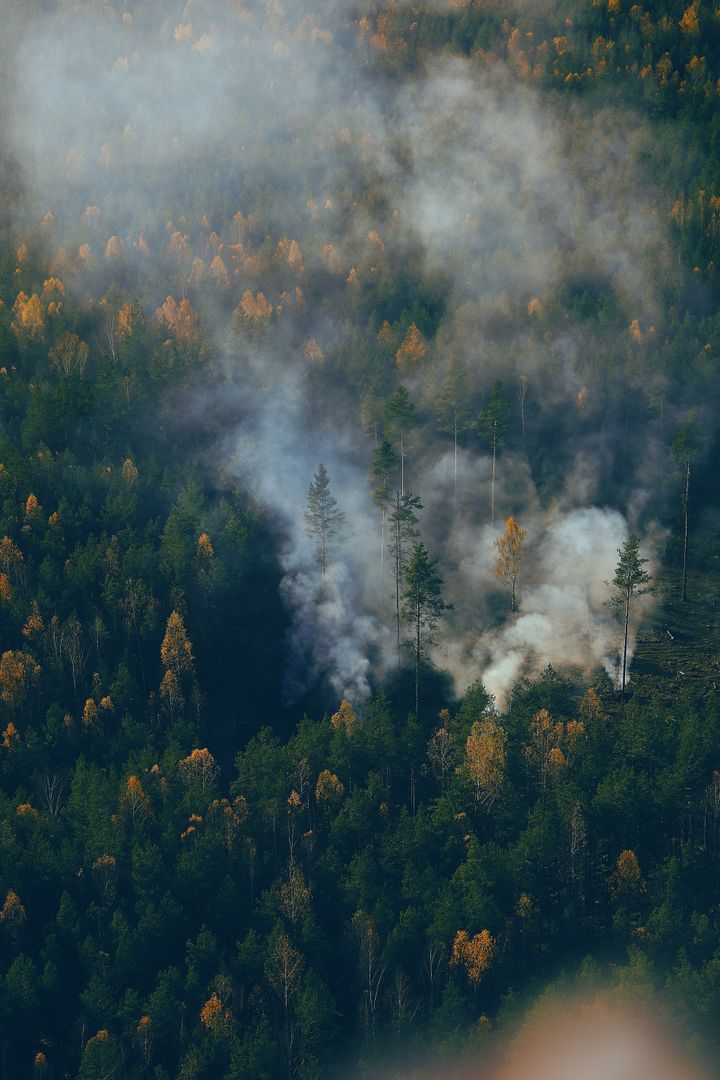 Thick smoke rising above a pine forest during a wildfire in the American Southwest